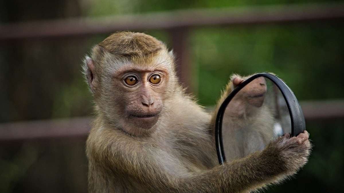Como en 'Jumanji': Monos roban muestras de sangre de pacientes con COVID-19 en India