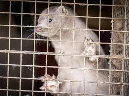 Dinamarca sacrificará 17 millones de visones por mutación del COVID-19