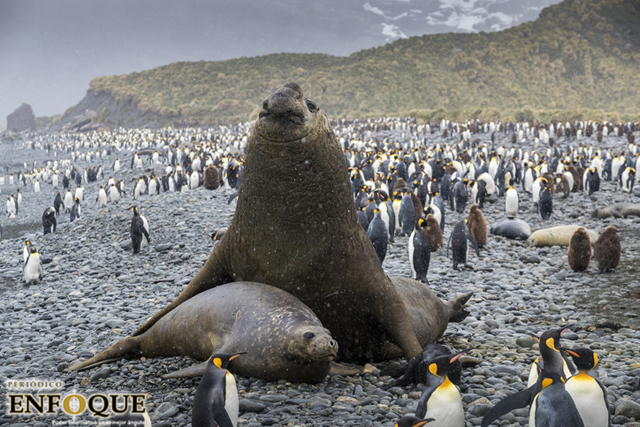 El Iceberg más grande del mundo está a punto de chocar contra un refugio de pingüinos 
