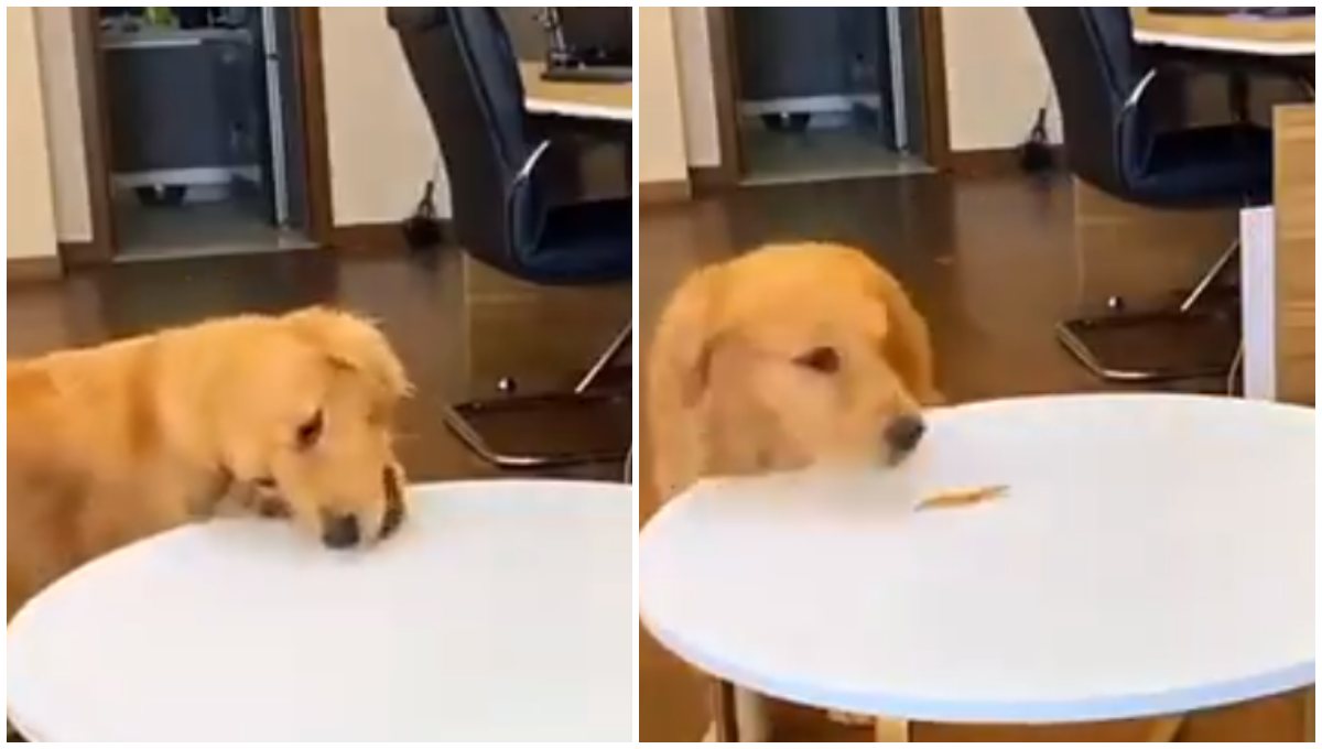 Perrito engaña a su dueño y se roba los premios de un cajón sin ser descubierto (Video)