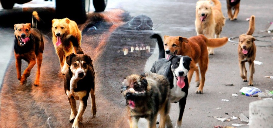 Mujer poblana es devorada dentro de su casa por perros hambrientos