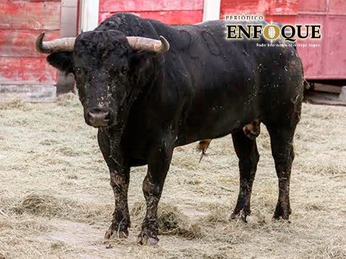 “Toros de lidia viven mejor que muchos humanos”, asegura pro Tauromaquia en Puebla 