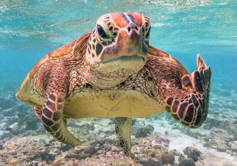 Tortuga “le pinta el dedo” a fotógrafo y la imagen está cerca de ganar un premio