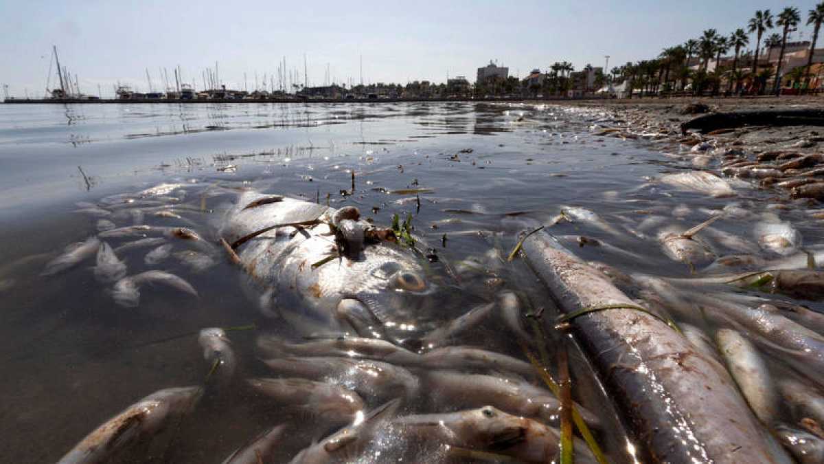Mueren miles de peces por hipoxia ambiental, acuacultores pierden 9.5 MDP