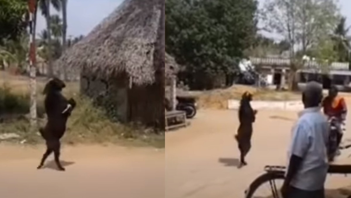 La verdad detrás de la cabra “endemoniada” que camina en dos patas (Video)