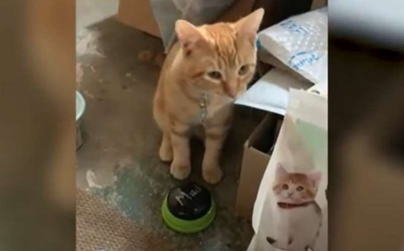 Gatito causa sensación por 'hablar' con sus dueños; increíble video se hace viral