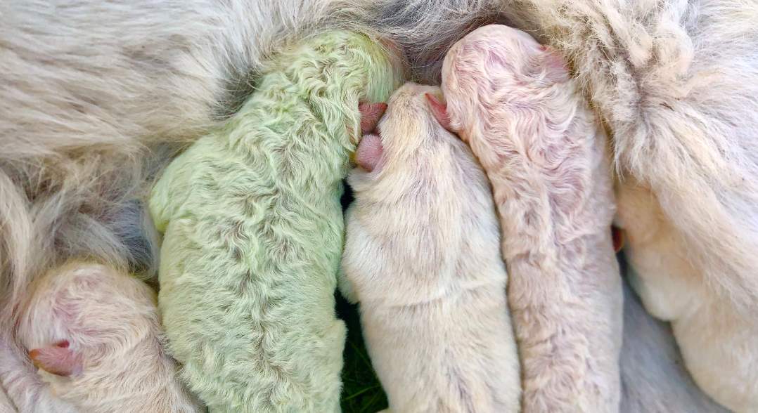 “Pistache”: El cachorro con pelo verde que nació en Roma, Italia