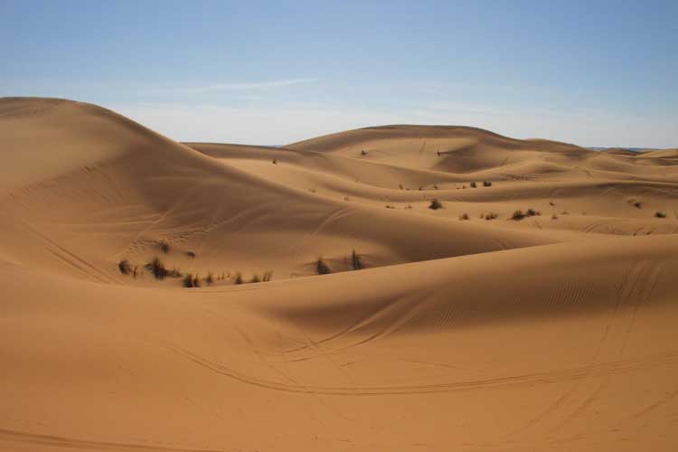 Sorprendente hallazgo de más de mil 800 millones de árboles en el Sahara