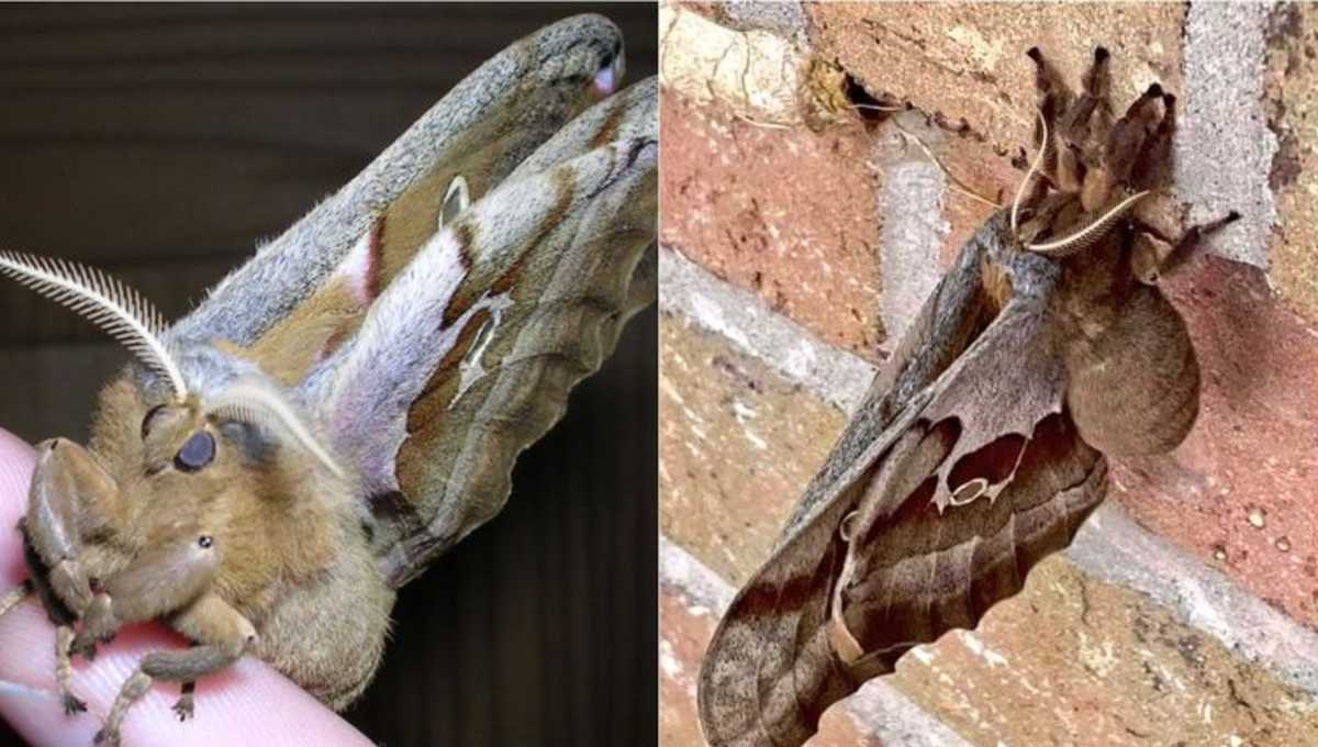 Fake news: Desmienten que estos insectos sean “tarántulas con alas”