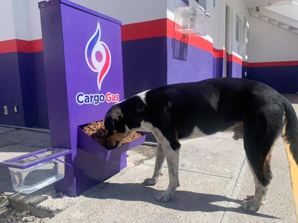 CargoGas tendrá alimento y agua para perritos en situación de calle en todas sus estaciones
