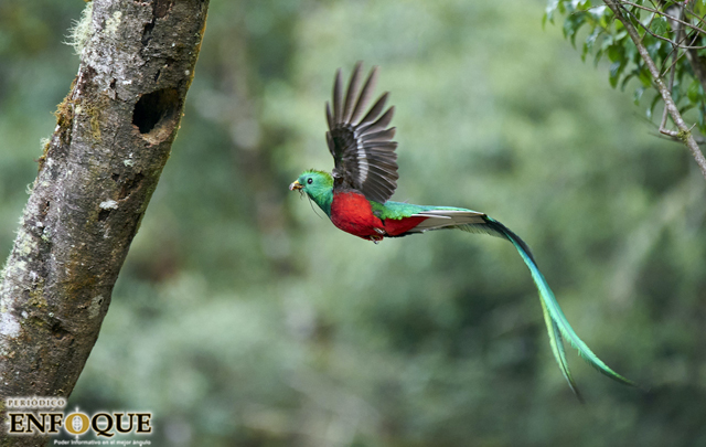 Quetzal, el ave preciosa de México y Centroamérica 