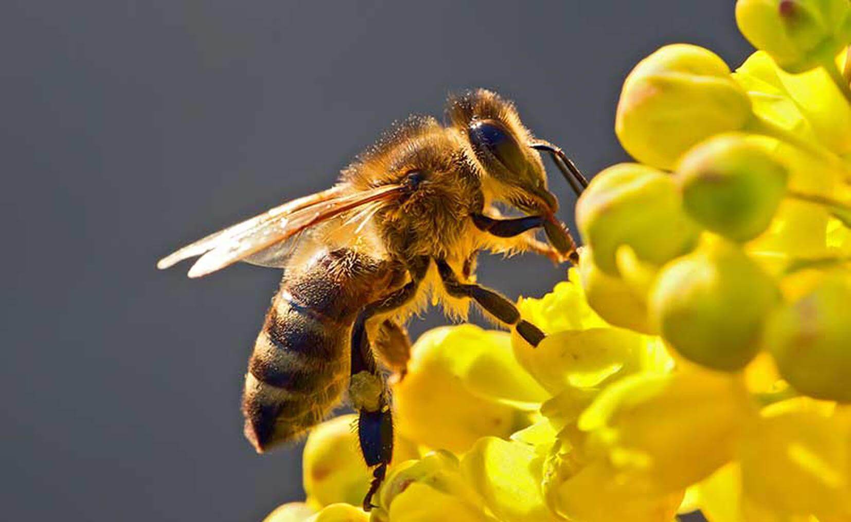 Veneno de las abejas puede suprimir células del cáncer de mama, afirma estudio