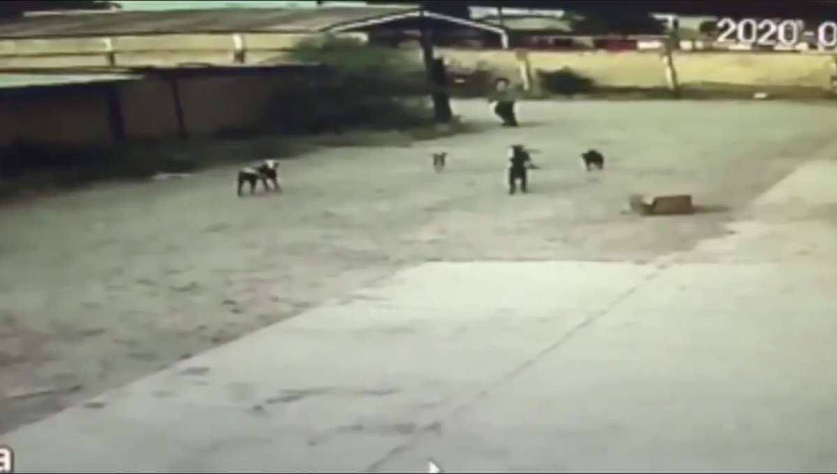 Jauría de perros asesina a hombre en Durango; canes serán sacrificados