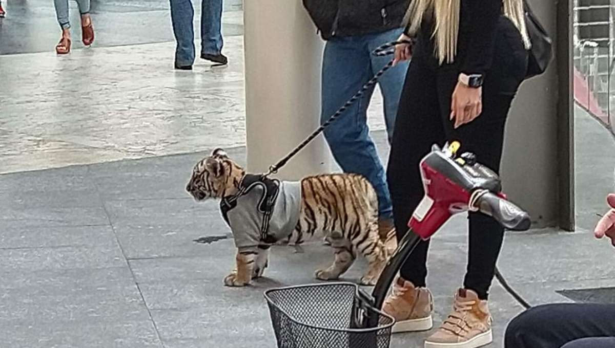 Mujer paseando con tigre en Plaza Antara causa indignación (Fotos)