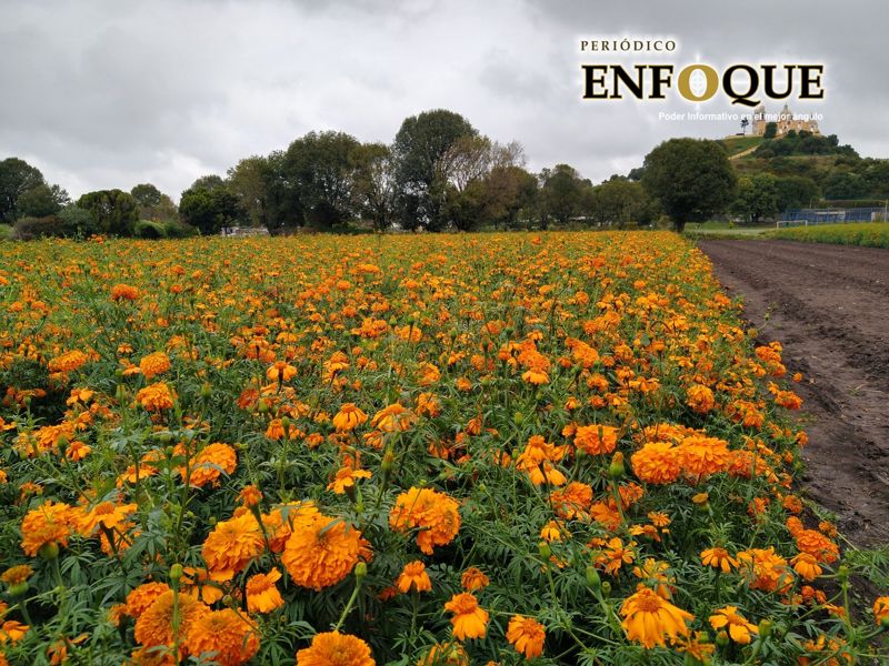 Disminuirá 65% producción de flor de cempasúchil para Día de Muertos en San Andrés por Covid-19