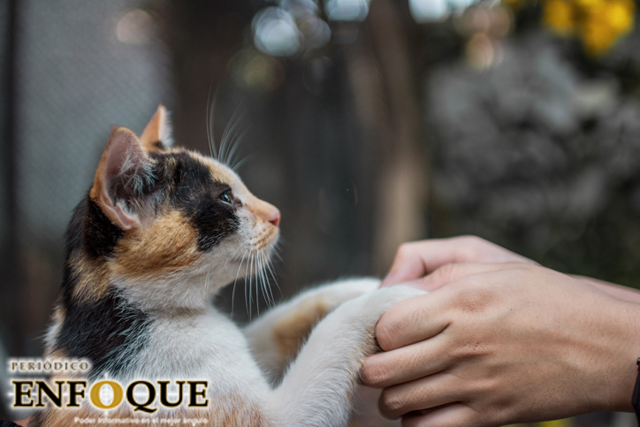 Dueños de gatos: estos son los 5 tipos identificados en un estudio 