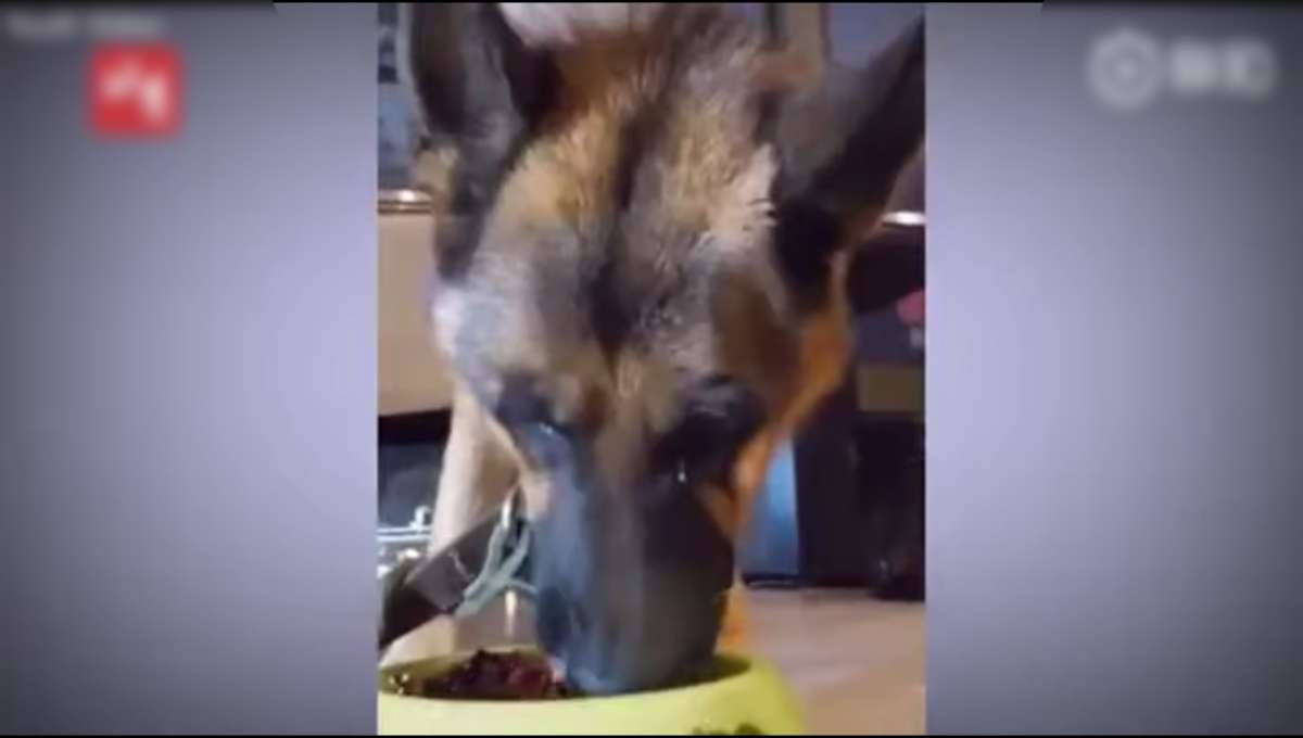 Llanto de un perro indigna en redes; su dueño le dio a comer chiles (Video)