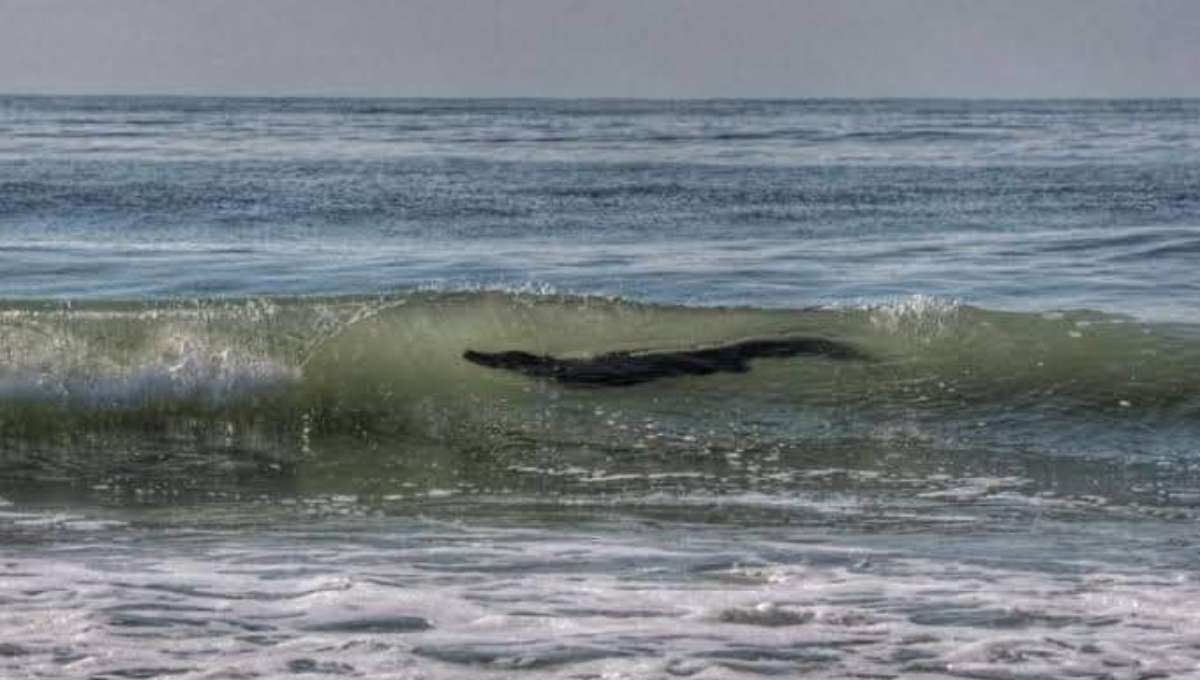Alertan por avistamiento de cocodrilo gigante en Acapulco (Fotos)