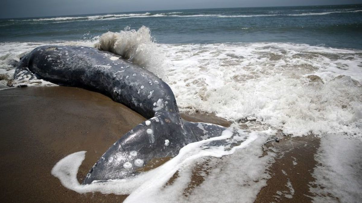 Hallan a 4 ballenas grises muertas en playas de San Francisco