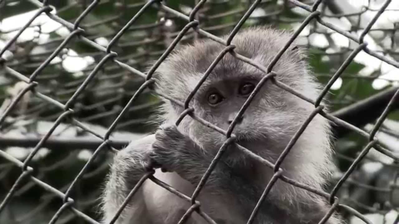 Tráfico de vida silvestre por internet recauda más de dos millones de pesos por año: Especialista BUAP