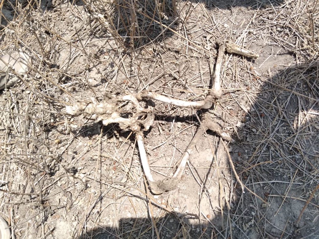 En Tecamachalco encuentran supuesta osamenta