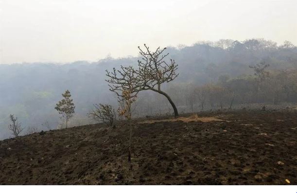Admiten que no cumplirán meta para reducir la deforestación amazónica: Brasil