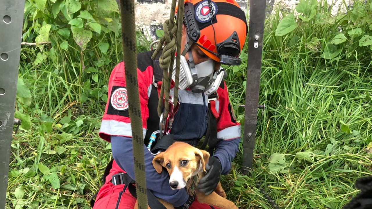 Protección Civil rescató a un “lomito” que habría caído a un pozo en San Andrés Cholula 