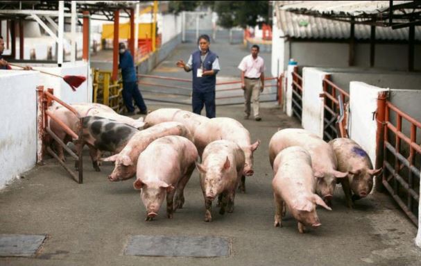 Refuerzan métodos para evitar llegada de peste porcina: Jalisco 