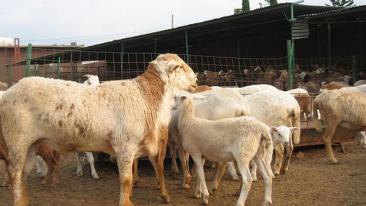 Ayuntamiento de Cuautlancingo hace entrega de 300 cabezas de ganado bovino a sectores vulnerables 