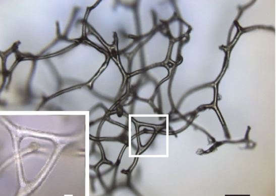 Encuentran cuerpos que podrían ser animales muy antiguos