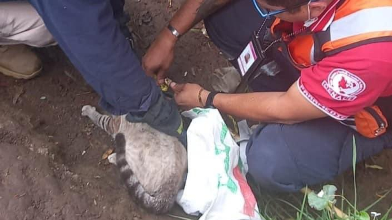 Bomberos rescataron a un gatito atrapado en un árbol de San Pedro Cholula 