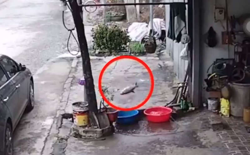Pez huye 'saltando' sobre el pavimento hasta llegar al drenaje para escapar (Video)
