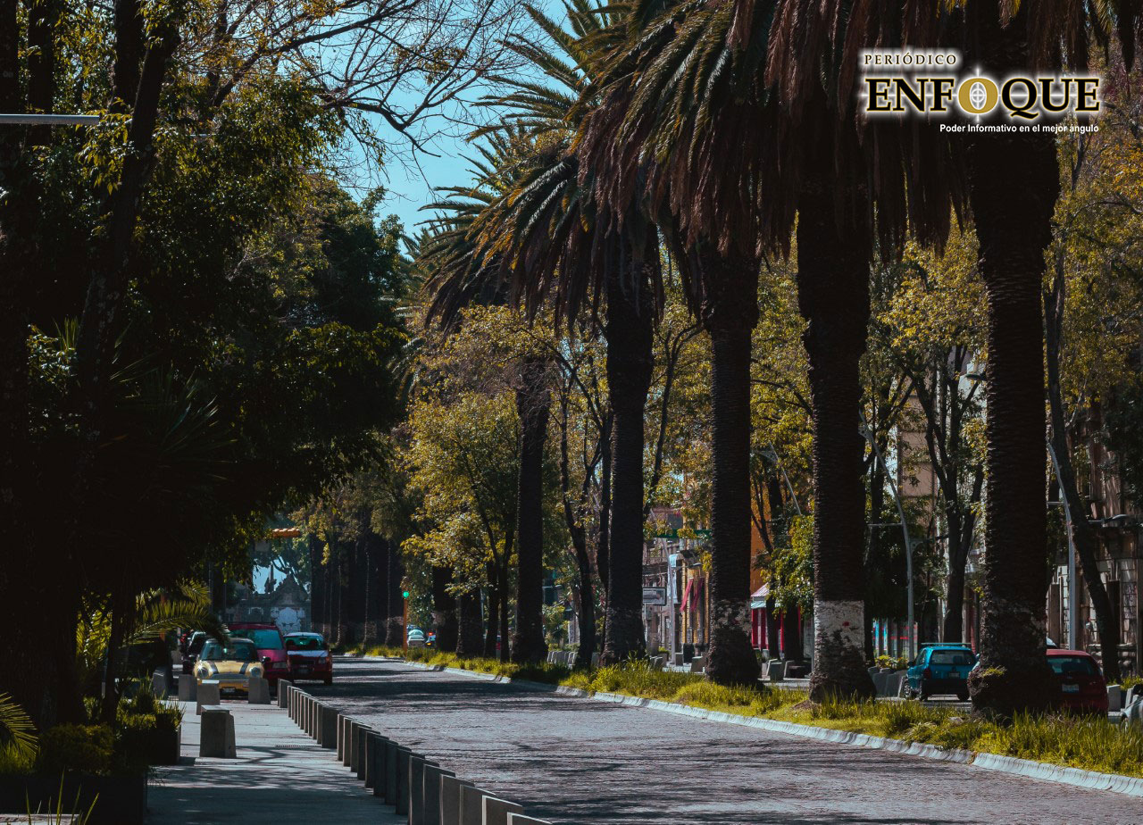 Por plaga retirarán palmeras en Barrio de Analco y Parque Juárez