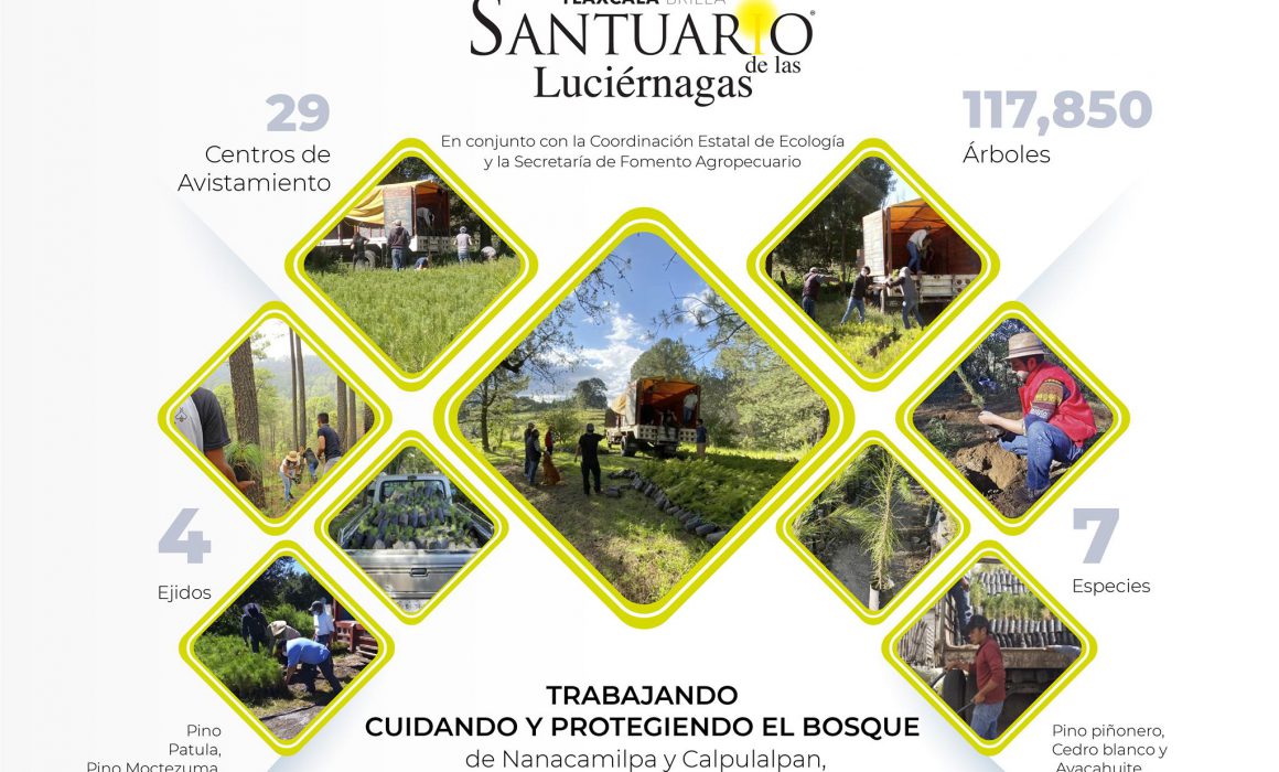 Ya se colabora en la preservación de las áreas boscosas de los 29 santuarios de luciérnagas: Secture