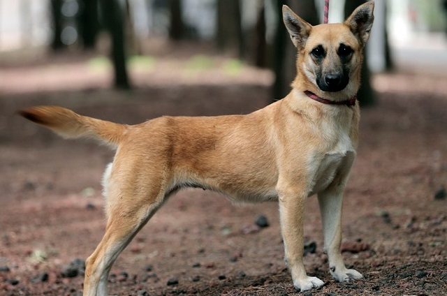 ¡Adopta a Spike!, perrita que cayó al socavón sigue sin encontrar dueño 