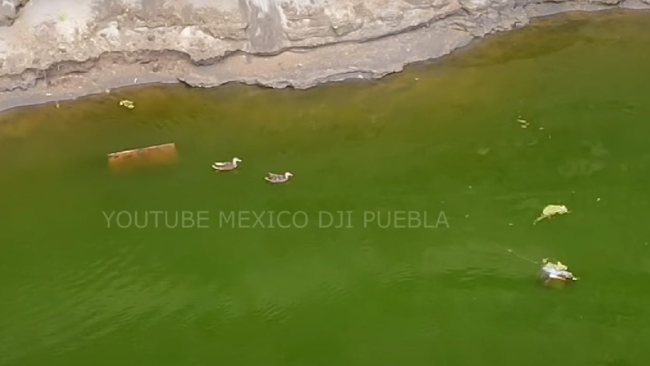 El Socavón de Juan C Bonilla sufre la “invasión” de una Familia de Patos 