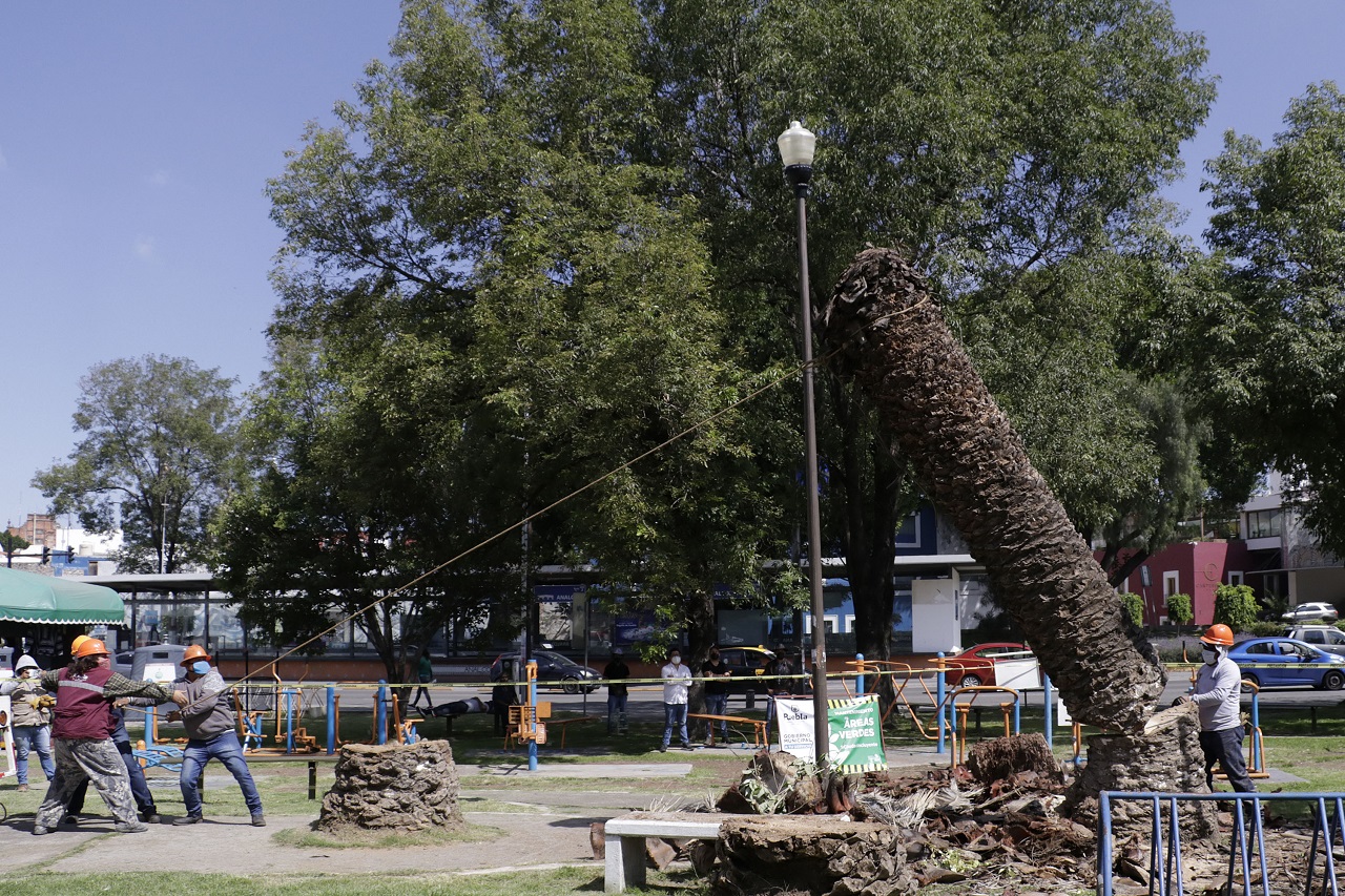 Retiro de palmeras no fue una “ocurrencia”: Rivera Vivanco