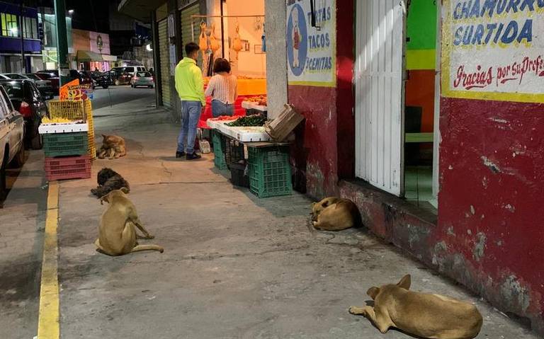 Ciudadanos de Chiautempan solicitan al gobierno local mantener un control entre la población de los perros de la calle