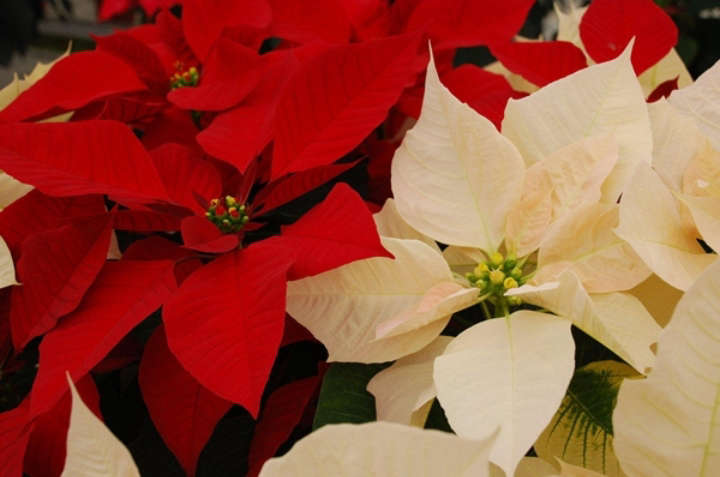 Significado de la nochebuena amarilla y dónde se debe colocar