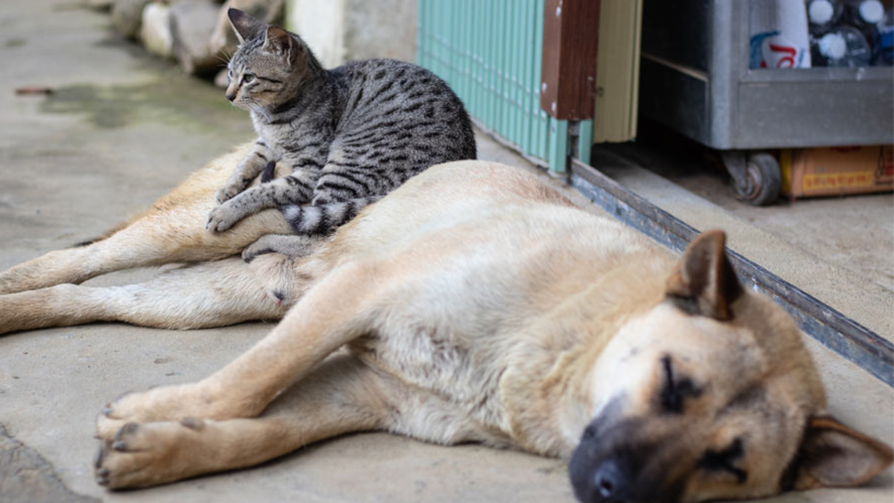 En San Pedro Cholula realizarán una Jornada Gratuita de Esterilización para Mascotas 