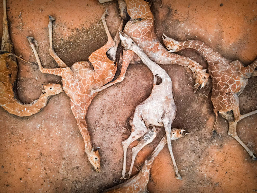 Extrema sequía en Kenia esta cobrando la vida de jirafas y otros animales