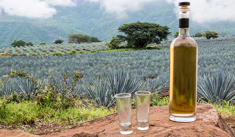 Industria del tequila cierra el 2021 con cifras históricas de crecimiento en Jalisco