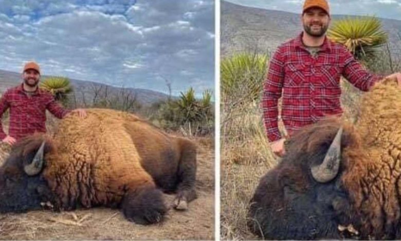 Fake News: Cacería de bisontes en Coahuila es mentira, fue un montaje, dice CONANP