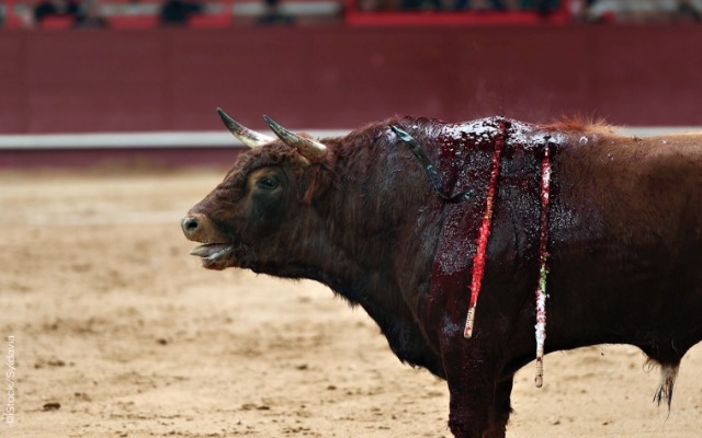 Gobierno llevará corridas de toros a zona metropolitana si el Ayuntamiento las prohíbe en Puebla capital