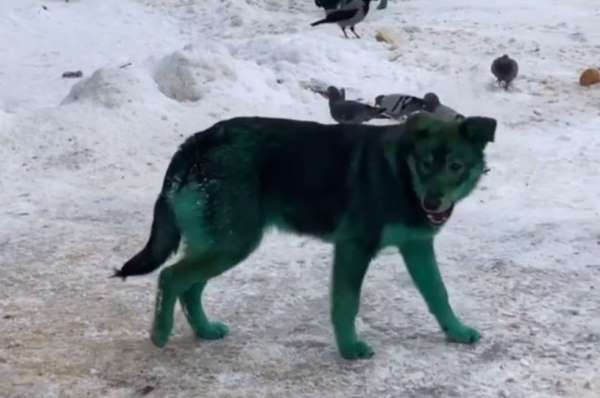 Aparecen perros callejeros verdes en Rusia (Video)