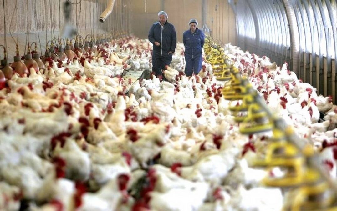 Rusia confirma los primeros casos en humanos de gripe aviar H5N8; afectados trabajaban en granja