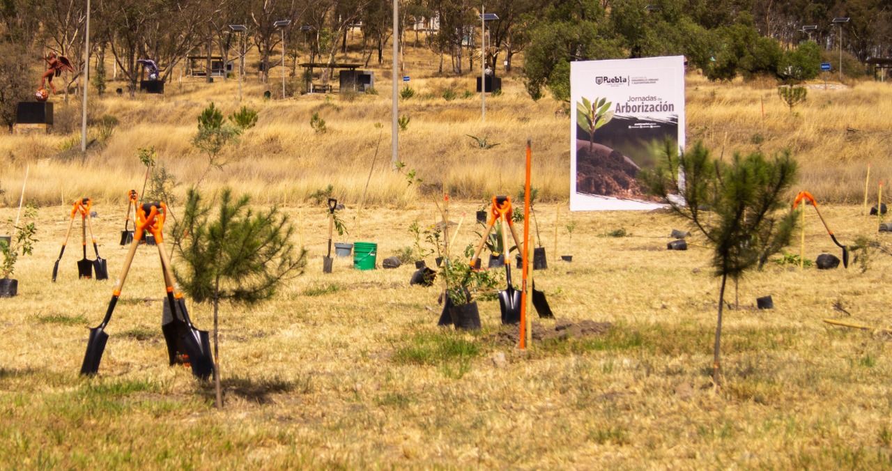 Inicia Ayuntamiento Jornada de Arborización con plantación de 400 árboles en Cerro de Amalucan