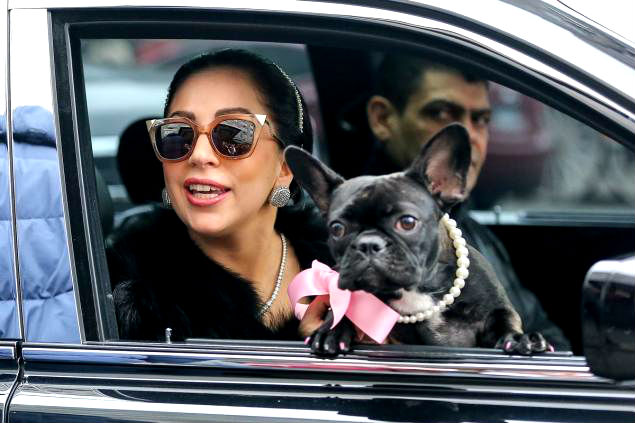 Roban perros de Lady Gaga y le dispararon al paseador
