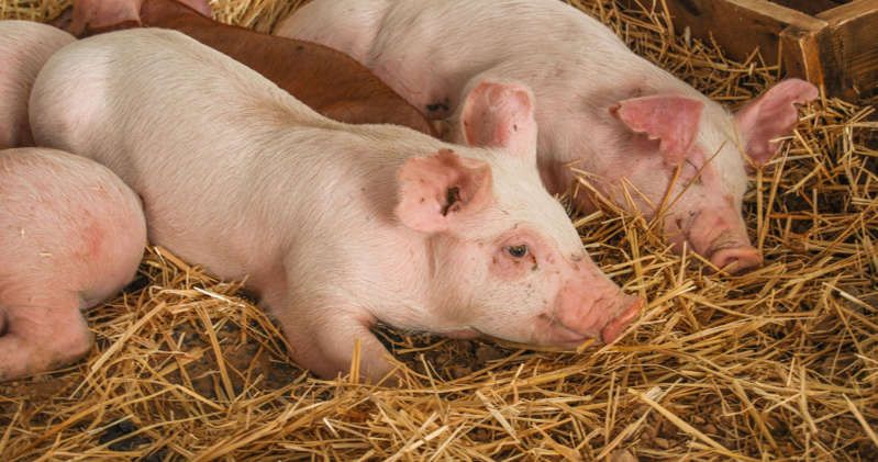 Híbrido de jabalí y cerdo es hallada cerca del accidente nuclear de Fukushima