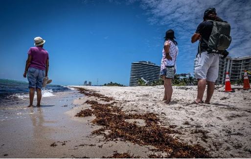 Quintana Roo podría enfrentar máximo histórico de sargazo en verano